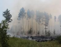 Нижегородцев просят не посещать леса из-за высокой опасности пожаров 