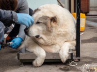 Найденного в Нижнем Новгороде 100-килограммового пса выбросили хозяева 