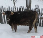 ВАЗ врезался в корову в Княгининском районе 18 июня 