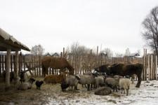 Бродячие собаки загрызли несколько овец в Выксе 