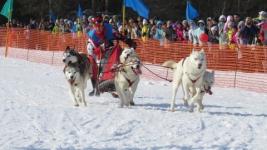 Более 3 тысяч зрителей посетили финал гонок на собачьих упряжках "Зимняя сказка" 