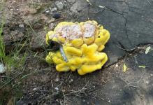 Необычный гриб нашли возле НИИ химии ННГУ 