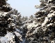 Морозы до -32 ожидаются в Нижегородской области ночью 10 января 