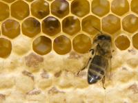 Мёд с антибиотиками завезли в Нижегородскую область 