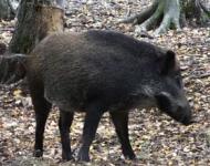Новые очаги африканской чумы свиней выявлены в регионе 