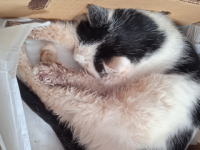 Ветеринар нижегородской госклиники выбросил на мороз сбитого машиной кота 
