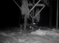 Енотовидные собаки устроили «разборки» в Керженском заповеднике

 
