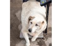 Найденный в Нижнем Новгороде 100-килограммовый пёс похудел до 69 кг 
