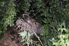 Загулявшего нижегородского лося вернули в лесную изоляцию 