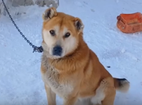 Переехавший в Москву нижегородец оставил свою собаку на привязи на 6 лет 