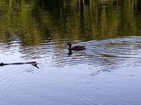 Молодая пара утонула в пруду в селе Сеченово 4 августа 
