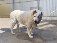 Похудевший до 56 кг нижегородский пёс Кругетс ищет новый дом 