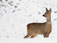 Охота на косулю закрыта в Нижегородской области с 1 января 