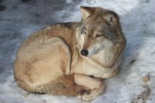 Стаю волков ликвидировали из-за нападения на лося у нижегородской деревни
 