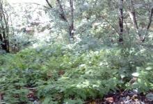 В нижегородских лесах стало больше глухарей, тетеревов и рябчиков 