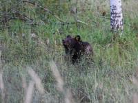 Пять встреч людей с медведями зафиксировано за неделю в Нижегородской области 