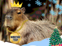 Капибара стала животным года в нижегородском зоопарке «Лимпопо» 