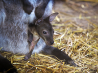 Трое детенышей кенгуру появились на свет в нижегородском «Лимпопо» 