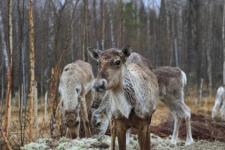 Пять северных оленей готовятся к выпуску в природу в Керженском заповеднике  