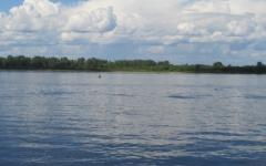 Нижегородские медузы оккупируют водоемы Москвы 