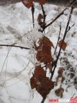 Оттепель  сменит аномальные морозы в Нижнем Новгороде на следующей неделе  