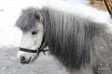 Юные нижегородцы нарисуют любимых питомцев зоопарка "Лимпопо" 