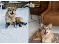 Собака без лап и носа из Пензы нашла новый дом в Нижнем Новгороде 