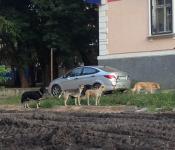 В Нижнем Новгороде запускали небесные фонарики 