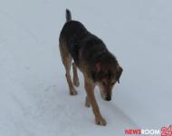 Привязанную собаку бросили умирать без еды в нижегородской деревне Мурзино 