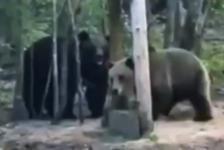 Свидание медведей сняли на видео в нижегородском лесу 