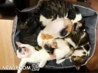13 кошек ждут новых хозяев после смерти владельца в Нижегородской области   