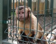 Обезьяна похитила телефон у посетителя зоопарка в Балахне 