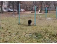 Привязанную собаку бросили умирать от голода в центре Сормова 