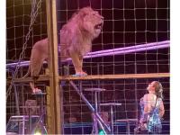 Почти 50% нижегородцев поддерживают запрет на выступление животных в цирках 