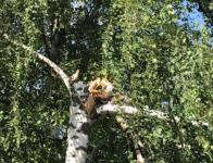 Ураган повалил семь деревьев в Нижегородском кремле 