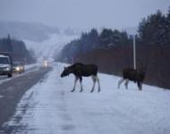 Численность лосей и зайцев в Нижегородской области растет, а лис и кабанов снижается 