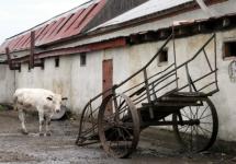 Нижегородский скотник лишился ноги в результате несчастного случая 