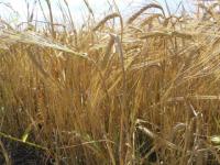 Более 200 тысяч тонн зерна признано некачественным в Нижегородской области  