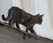 Нижегородские волонтеры разыскивают кошку на острове под Канавинским мостом   