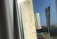 Жирные мухи оккупировали дома в микрорайоне «Цветы» 