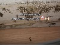 Жильцы элитного ЖК в Нижнем Новгороде пожаловались на плесень в квартирах 