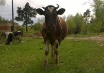 Корова погибла на пожаре в Краснооктябрьском районе 