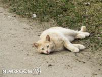 Мужчина жестоко расправился с котом у дома в Нижнем Новгороде 