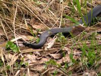 Три вида змей обитают в Нижегородской области 