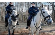 Нижегородское правительство покупает лошадей за 1,4 млн рублей для регионального УМВД 