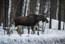 Охоту на все виды животных запретили в Нижегородской области с 1 марта 