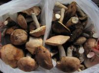 Нижегородцы собрали грибы в лесах после июльских дождей 