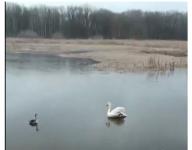 Замерзавший на пруду лебедь в Нижегородской области ждал погибшую самку 