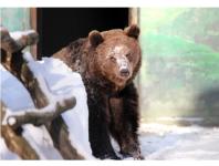 Бурые медведи проснулись после зимней спячки в нижегородском «Лимпопо» 