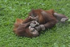 Орангутаны «Лимпопо» согреют замерзших нижегородок 